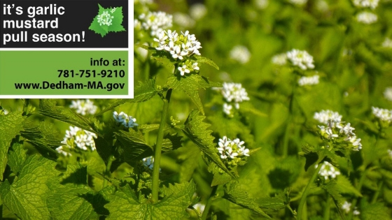 Garlic Mustard Pull Season